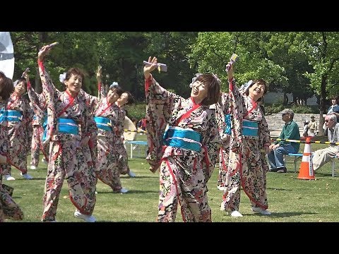 あっぱれ富士2018「小俣組」芝生会場