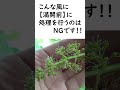 シャインマスカット栽培　ジベレリン処理のポイント！ #short #ブドウ #シャインマスカット #家庭菜園 #果樹