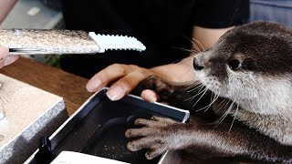 With Aty's help, I tried using a facial machine for the first time in my life [Otter life Day 253]