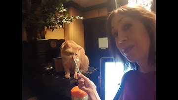 The Algonquin Cat Feline Fashion Show 2018: All For Animals TV Extra!