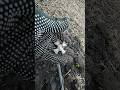 Омріяна нагорода #silver #metaldetector #metaldetecting #nature #коп #находки #серебро #награда