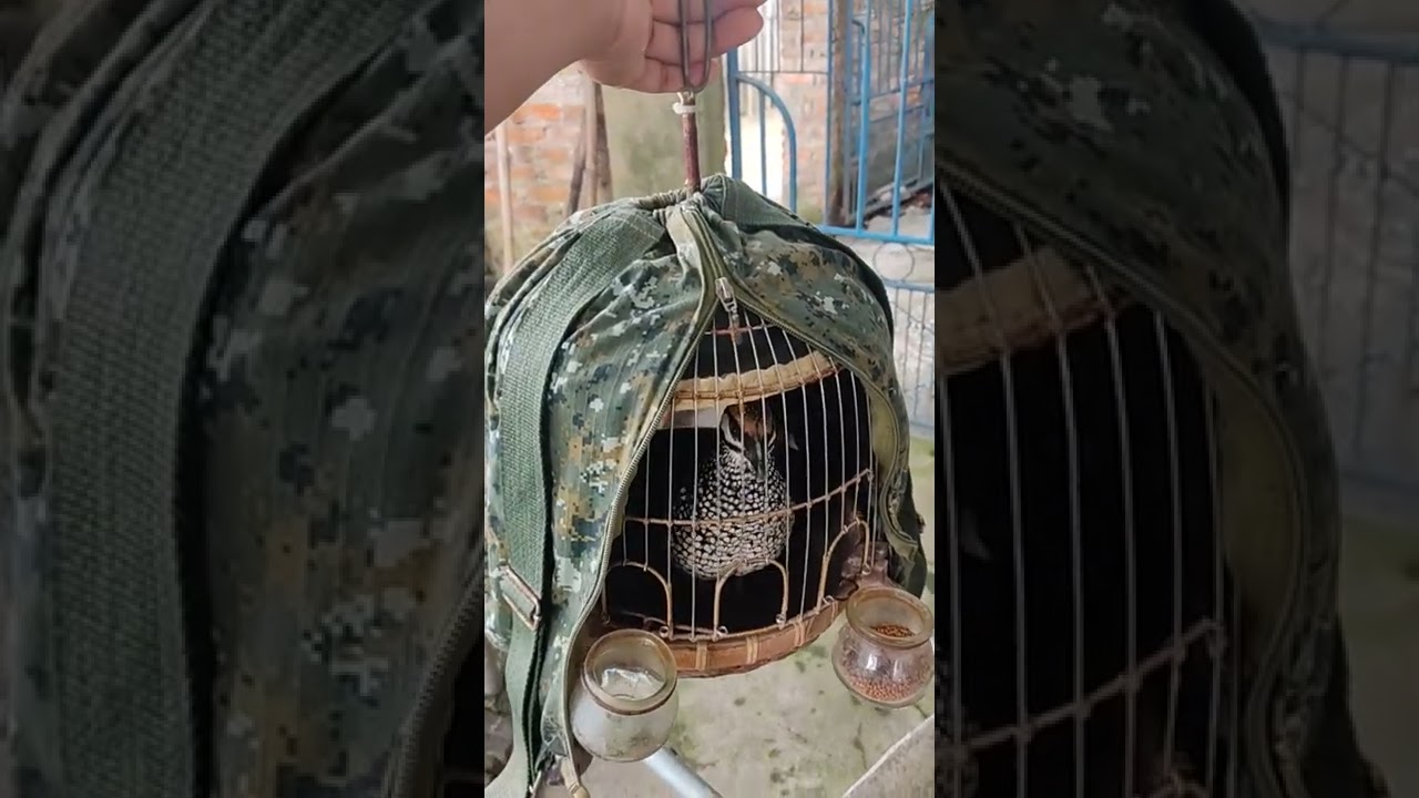 Đa đa giọng thổ pha tóc cò lâu