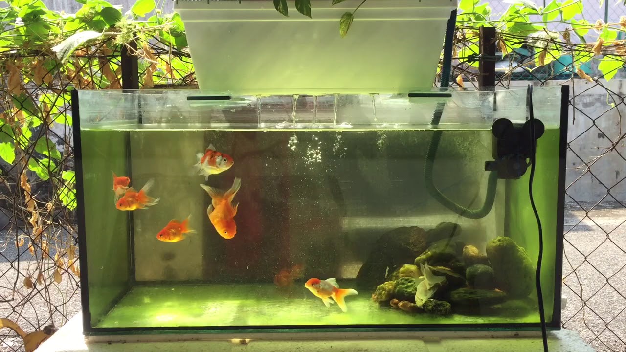 GoldFish loving the sunlight YouTube