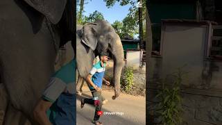 കടടകകള മറതതവരണ I Kaveri Elephant Malappuram