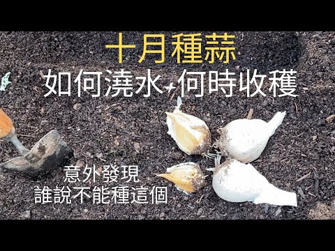 秋季種蒜問題解答-十月種蒜的好處,如何澆水,如何過冬,何時收穫,收穫什麼。 秋季種蒜問題解答-十月種蒜的好處,如何澆水,如何過冬,何時收穫,收穫什麼。