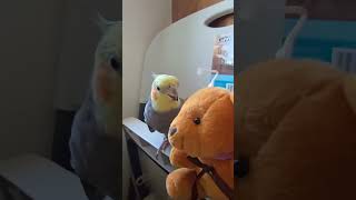 He wants some hype to sing 😅 #birds #youtubeshorts #cockatiel #viralshorts #viral