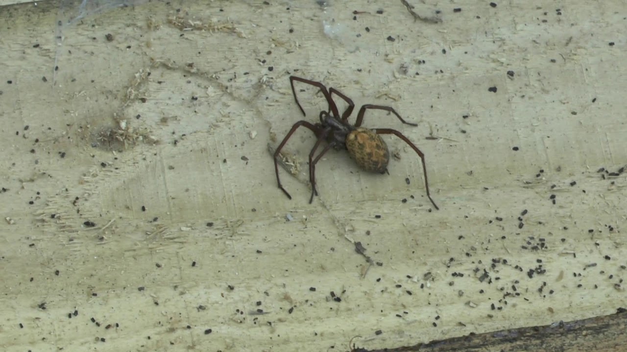 Big Fat Spider in the garden Isle of Man