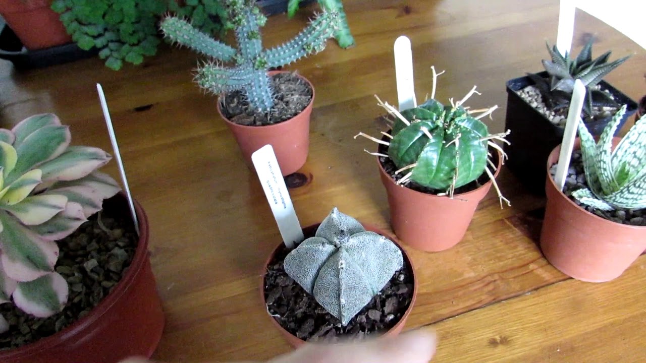 Our amazing Cacti & Succulent Plant Haul from our Cactus Society