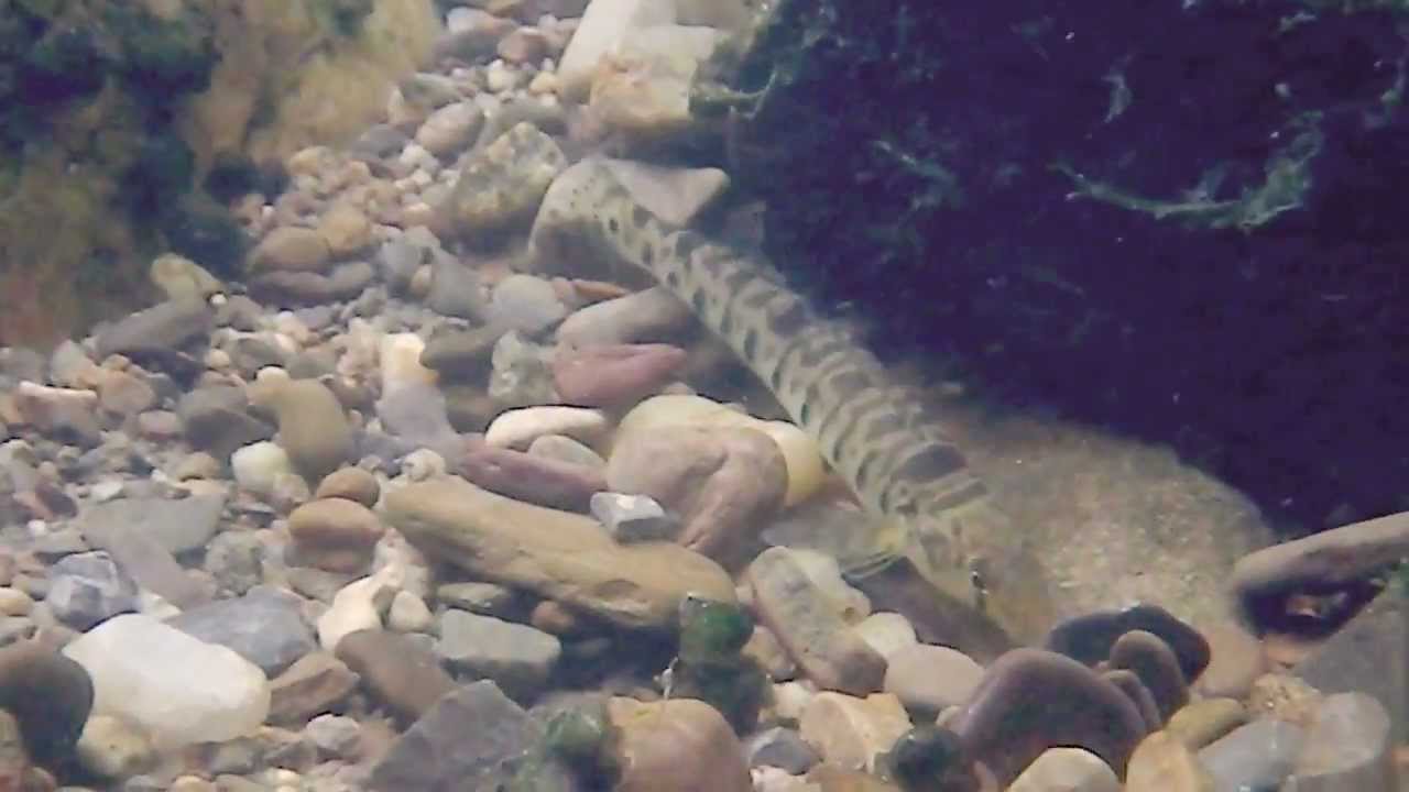 Roanoke Logperch, Montgomery Co, Virginia, 9/14/2012