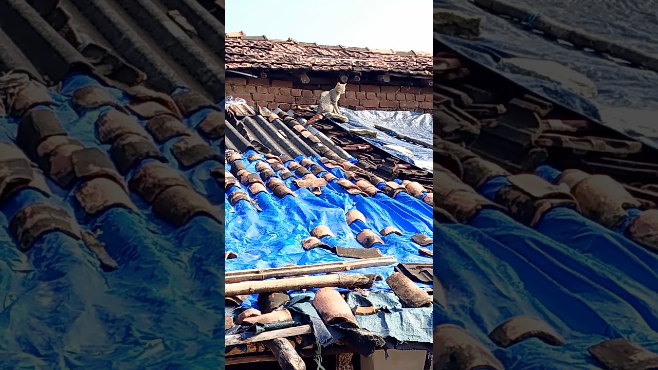 Big cat kaval par ||cat give the smile channel.....