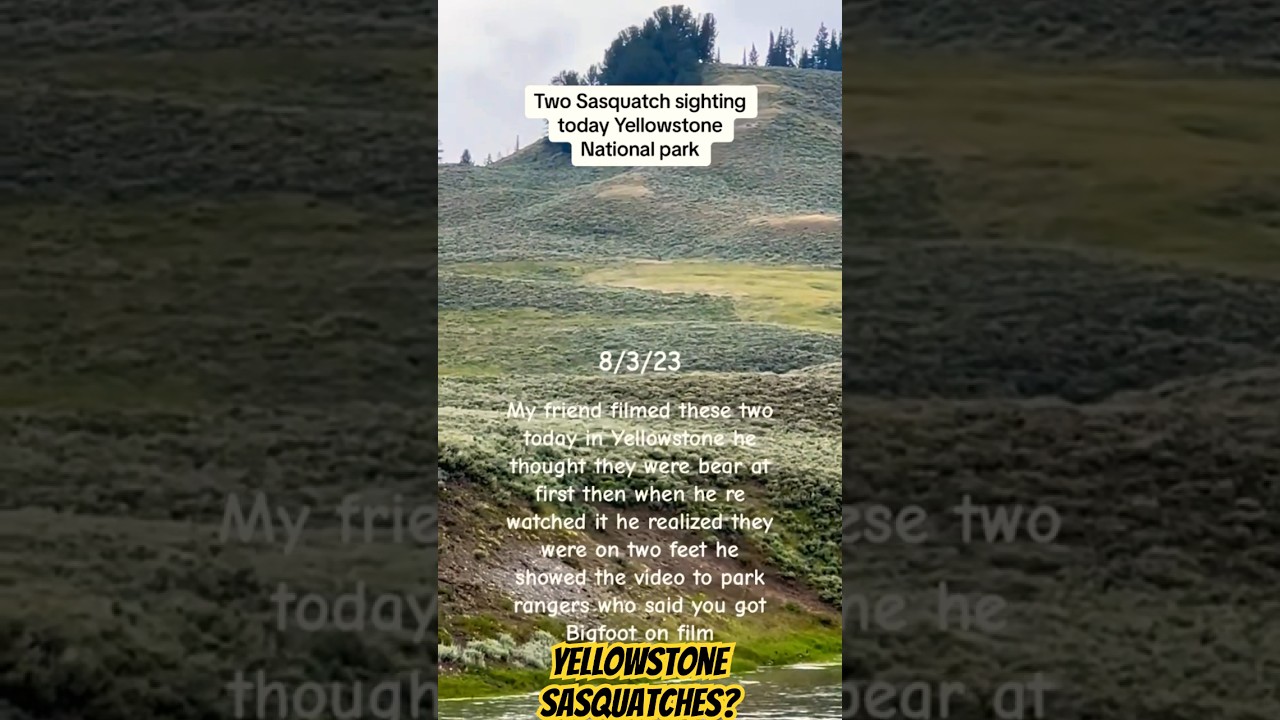 Yellowstone Sasquatches?