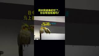 搞笑動物系列第1127集 假如我被毒蛇咬了，你会帮我吸毒吗#funny kitty cat videos#funny #funny cats#搞笑#萌 #pets  #搞笑 #搞笑 #黃狗
