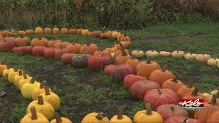 'Everybody's got to have a pumpkin': How SDSU's Local Foods Education Center is making that happen