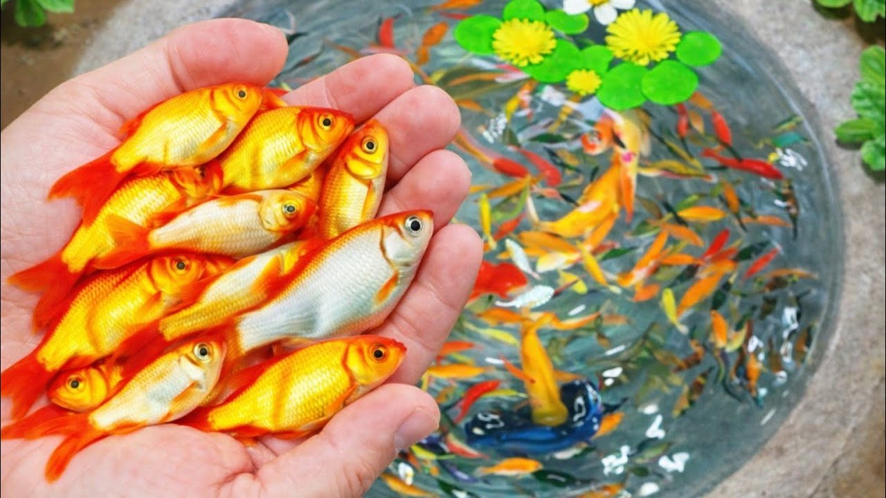 Tiny Pond Full Of Aquarium Fish I Incredibly Discovered 