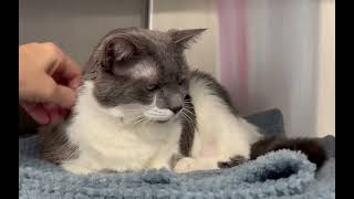 Adopt Casey | Animal Orphanage | Dogs & Cats for Adoption | #aonj