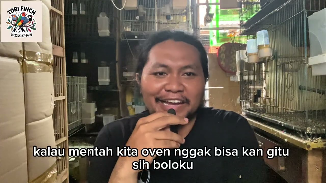 Pakan eggfood dry burung foster part 2