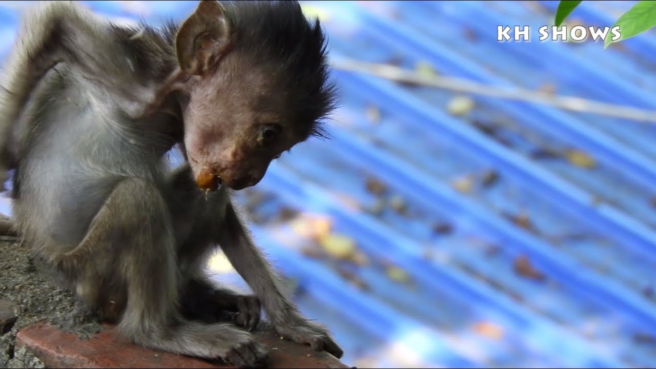 I Do Miss Adorable Heidi, I Wish Her Good Health and Beautiful Lady Monkey|Heidi Group