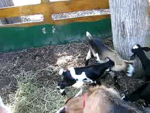 funny-little-goats