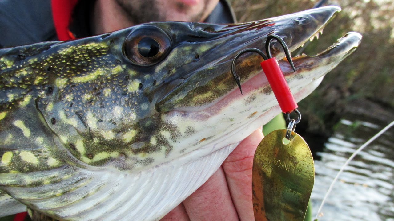 Csuka pergetés októberben a Tisza-tavon - Pike fishing on Tisza lake in oktober (HD)