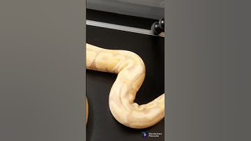 My Candy Albino Ball Python #shorts