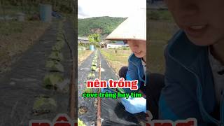 Bạn sẽ chọn đỗ cove hoa tím hay đỗ cove hoa trắng