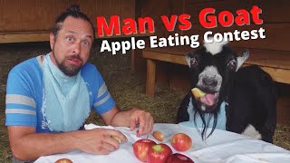 Man Vs. Goat Apple Eating Contest: Who Can Eat More? | HappyGoatAdventures.org