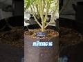 Blütetag 16 #420 #growth #growth #homegrown #plants #plants #cannabiscommunity #cannabisdaily