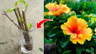 Hibiscus plant cutting grow in water - পানিতে জবার চারা তৈরী করবেন কিভাবে?