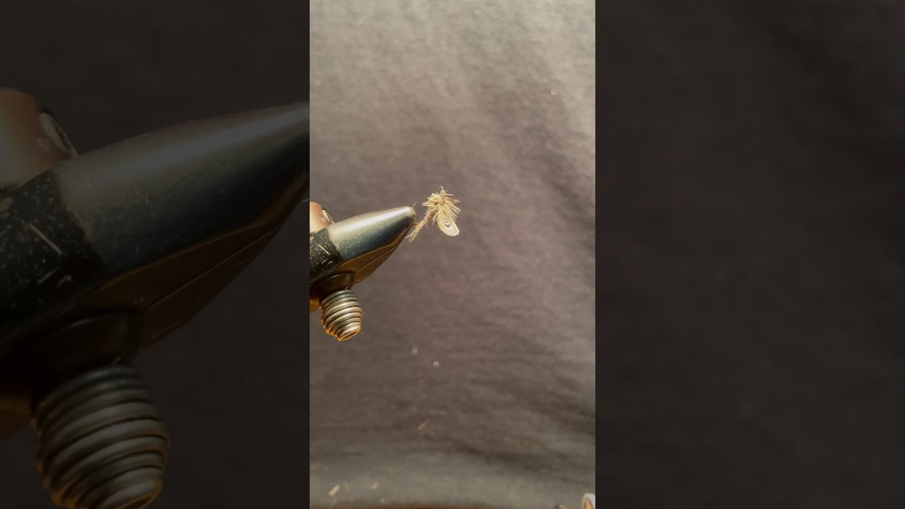 New Variation of 101 year old fly 