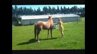 Horse Rears & Jumps on Command: Liberty with Titan - Rearing & Free Jumping