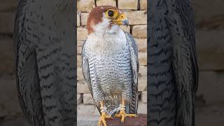 falcon Marlin ❤️❤️❤️#conversation #huntingtraditions #outdooradventure #falcon #shortsfeed