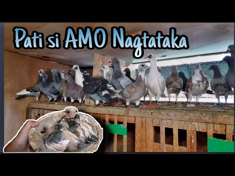 Video: Paano Maitaboy Ang Mga Kalapati