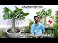 How to make Bonsai for free | Banyan Tree Bonsai, Banyan Cuttings, Aerial roots