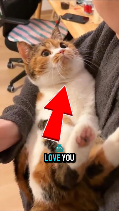 Are You Loving Your Cat the Wrong Way?