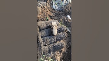 What Is It? #mystery #relics #metaldetecting #manticore #m9coil #treasure #treasurehunting #fyp