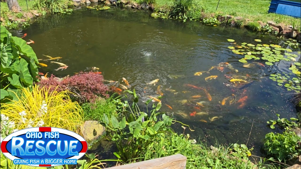 We finally got the pond clear and you can see the bottom 