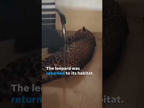 Leopard strolls through open door, 12-year-old calmly slips out, traps animal inside #Shorts