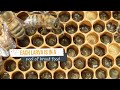 What you can expect to find on a honey bee brood frame