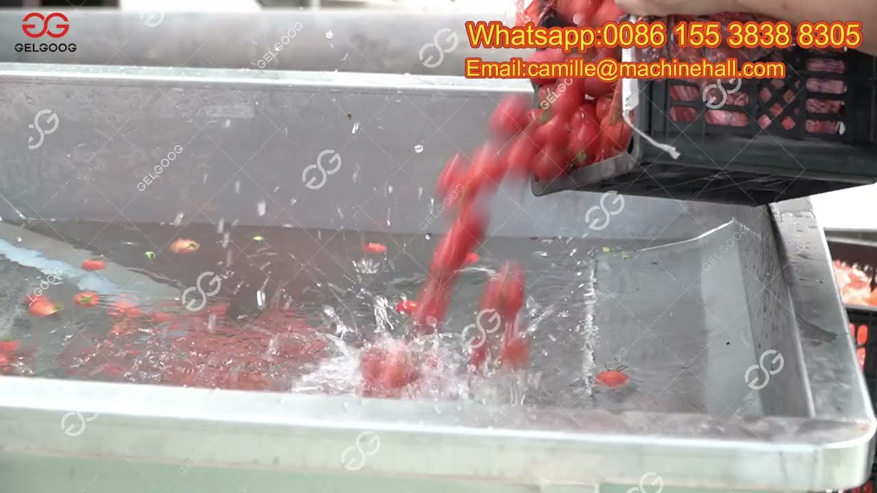 Automatic Cherry Tomato Washing and Sorting Machine