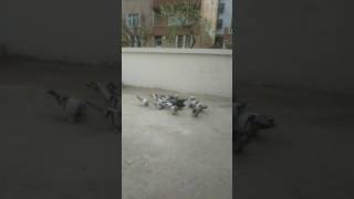 Ağının Kümesi Deyim Yay Gibi Kuşlar