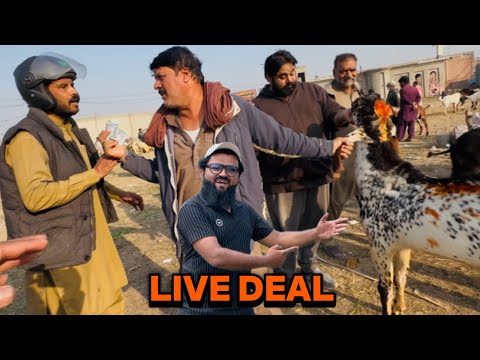 Deal Kitne Ki Hone Chahiye Thi ?🤔 Makhi Cheene Bakre | Desi Bakre | LAHORI SHAUK 
