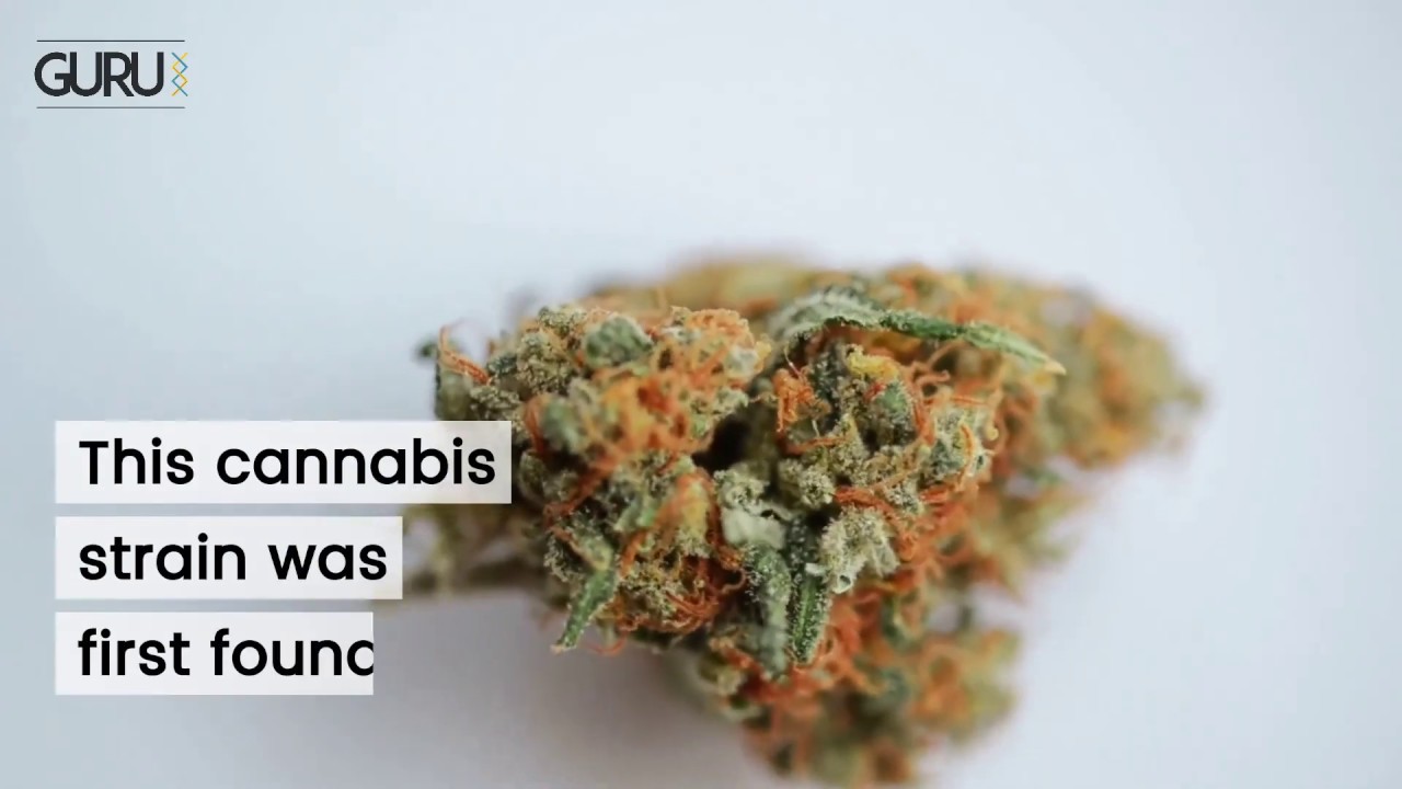 Cheese - The story behind one of the world's most pungent strains