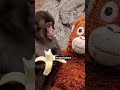 abandoned punch 🐒🥹#abandonedmonkeylife #monkey #babymonkey #sad #punch #viral