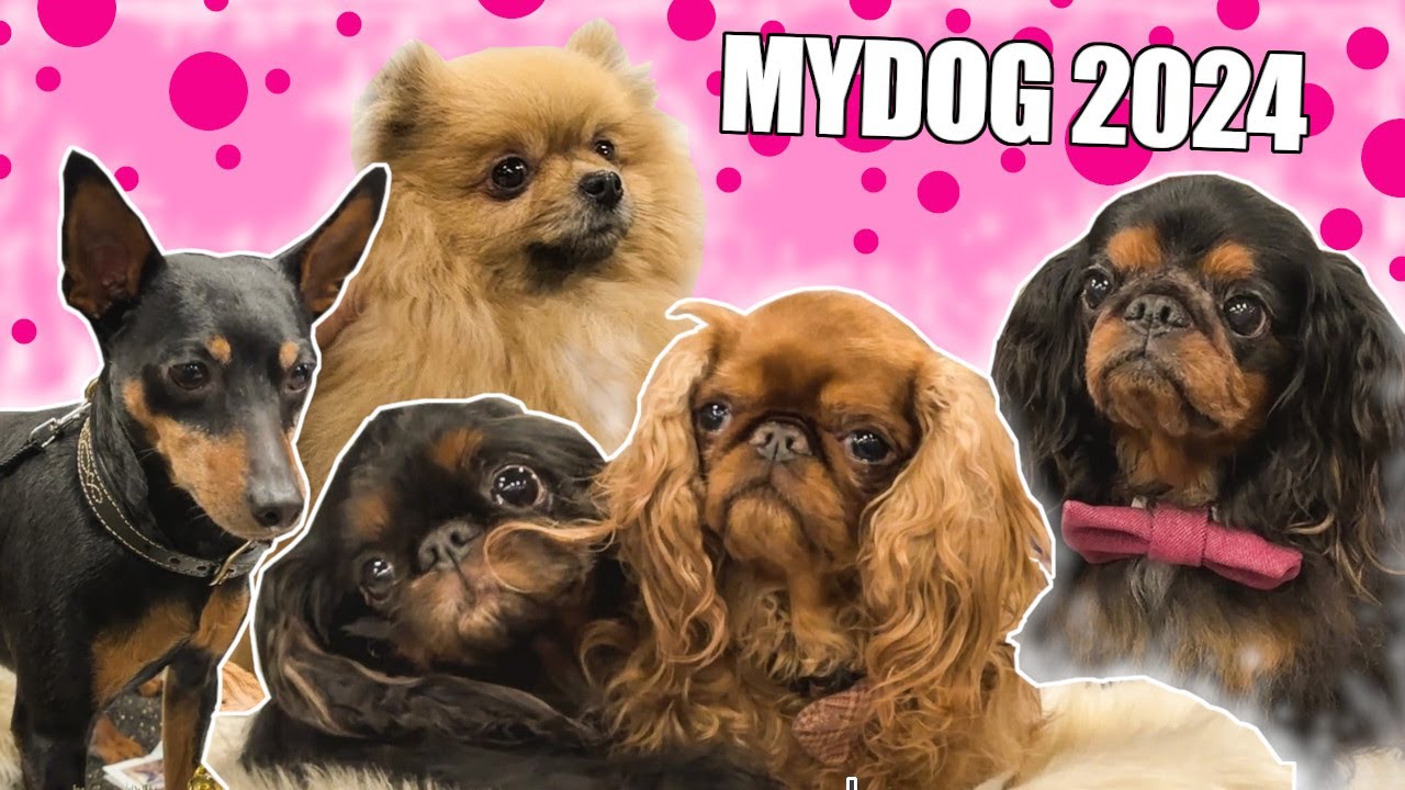 ♥ MYDOG 2024 || Så många fina raser!  ♥