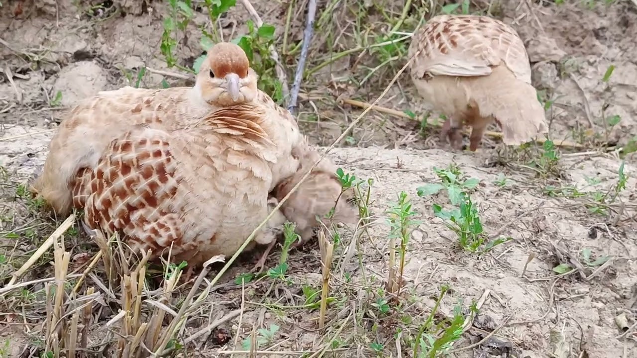 Irani Partridge chicks//Teetar baby//Iraniteetar bachi
