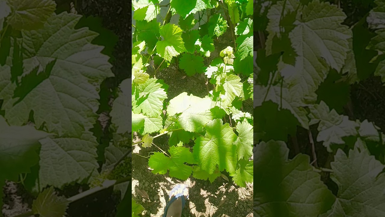 Grape vine with many little grapes 😋