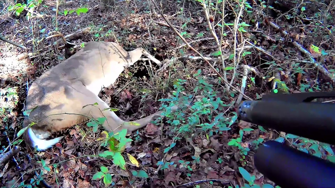 SC Deer Dog Drives 2017! Blackville Hunt Club 1028 YouTube