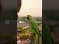 April Fool with Parrot    #funnyparrot #talkingparot #comedyshorts #petbird #aprilfools