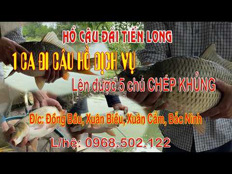 Một ca đi câu HỒ DỊCH VỤ, lên được 5 chú CHÉP KHỦNG #fishing #fish #cauca