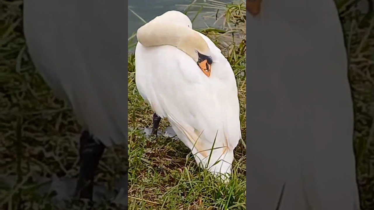 A swan sleeping style